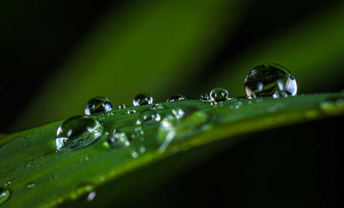 Jual Poster Greenery Macro Nature Water Drop Earth Water Drop3 APC