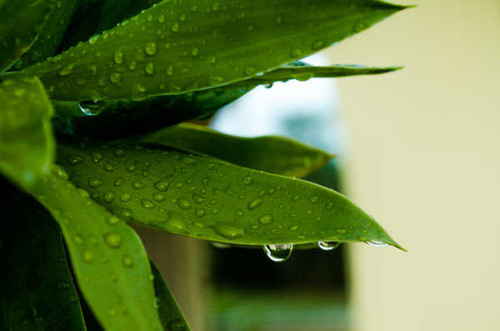 Jual Poster Green Leaf Macro Water Drop Earth Leaf APC 001