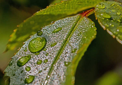 Jual Poster Green Leaf Macro Water Drop Earth Water Drop APC