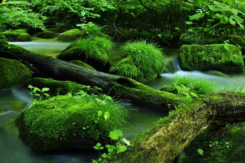 Jual Poster Green Log Moss Nature Rock Stream Earth Stream APC