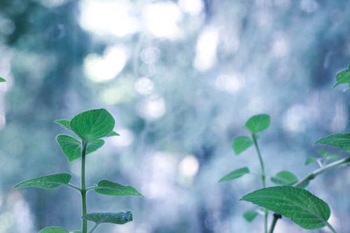 Jual Poster Green Mint Plant Earth Plant APC