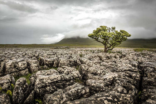 Jual Poster Landscape Lonely Tree Nature Rock Tree Trees Tree APC