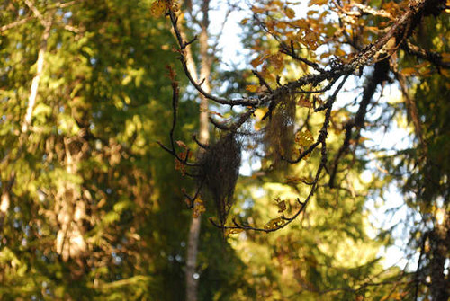 Jual Poster Leaf Light Tree Earth Branch APC