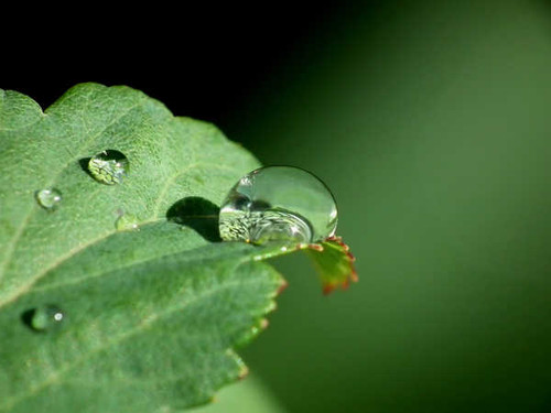 Jual Poster Leaf Macro Nature Water Drop Earth Water Drop APC 002