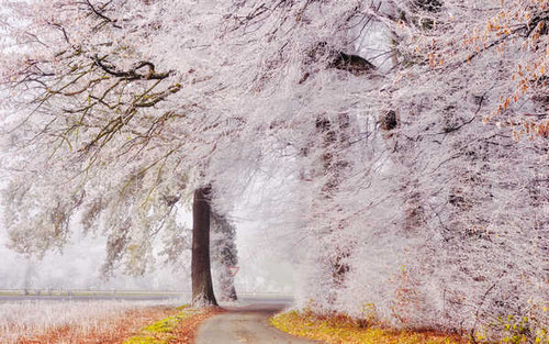 Jual Poster Leaf Road Tree Winter Trees Tree APC
