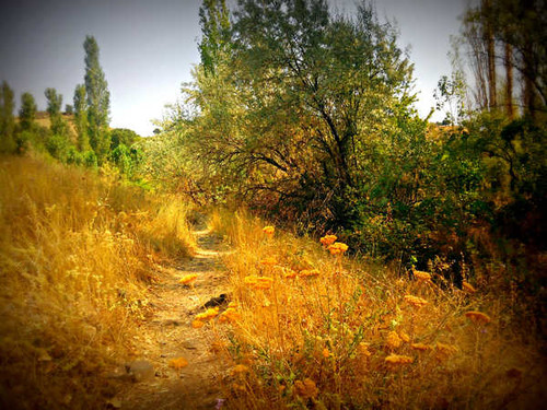 Jual Poster Nature Path Tree Earth Path APC 002