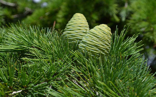 Jual Poster Nature Pine Tree Earth Pine Cone APC