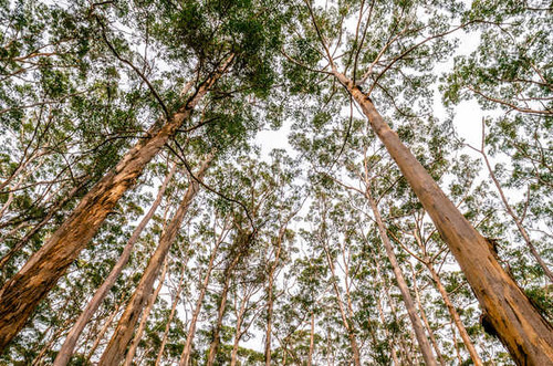Jual Poster Nature Tree Treetops Trees Tree APC 003
