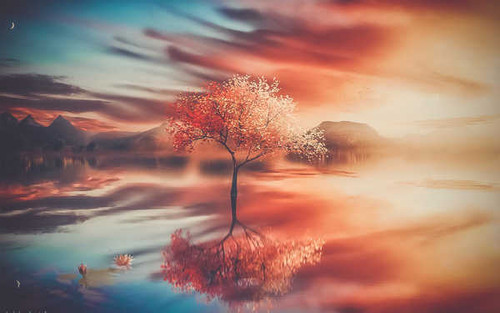 Jual Poster Reflection Tree Trees Tree APC
