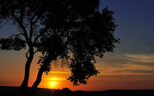 Jual Poster Silhouette Sunset Tree Earth Sunset APC