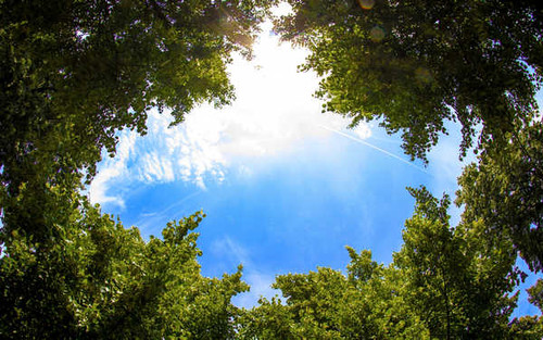 Jual Poster Sky Tree Trees Tree APC