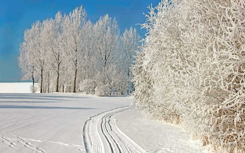 Jual Poster Snow Tree White Winter Earth Winter APC