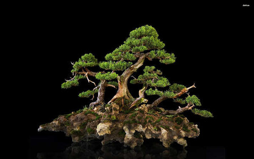 Jual Poster Tree Earth Bonsai APC