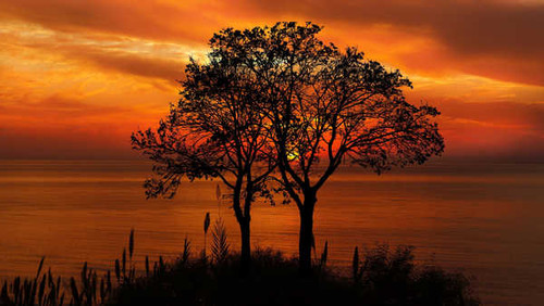 Jual Poster Tree Earth Sunset3 APC