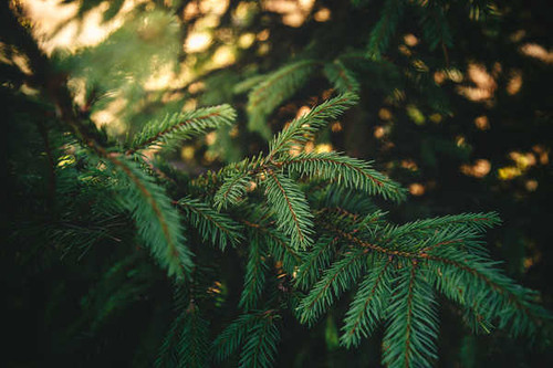 Jual Poster Tree Trees Pine Tree APC