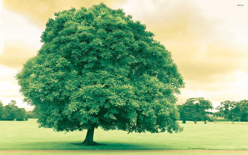 Jual Poster Tree Trees Tree APC 003