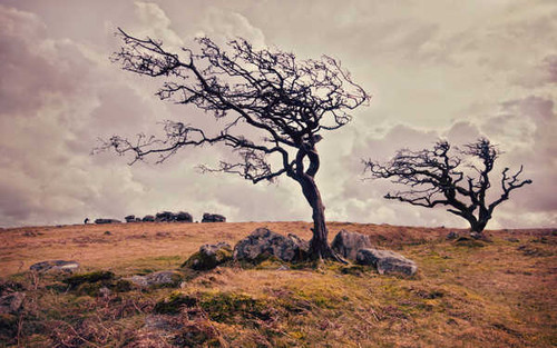 Jual Poster Twisted Tree Trees Tree APC