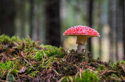 Jual Poster Amanita Mushrooms nature Closeup Moss 1Z