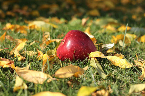 Jual Poster Apples Autumn Grass Foliage Bokeh 1Z