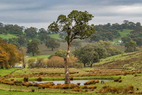 Jual Poster Australia Fields Grasslands Barossa Valley Trees 1Z