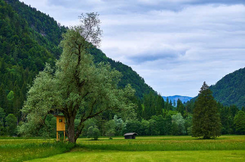 Jual Poster Austria Mountains Grasslands Kessen Tyrol Trees 1Z