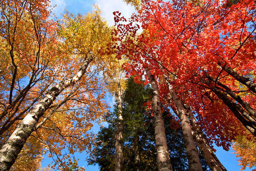 Jual Poster Autumn Birch Trees Trunk 1Z