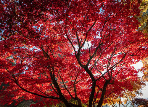 Jual Poster Autumn Branches Foliage Red Trees Maple 1Z