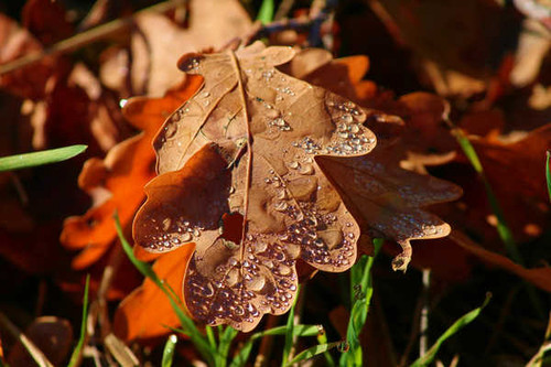 Jual Poster Autumn Closeup Acorn Foliage Drops 1Z