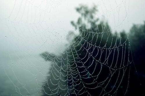 Jual Poster Autumn Closeup Spider 1Z