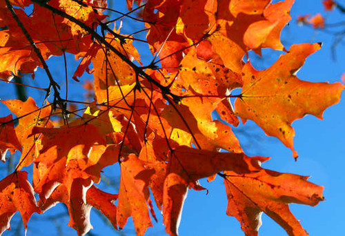 Jual Poster Autumn Foliage Maple 1Z 001