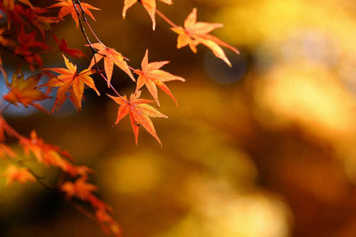 Jual Poster Autumn Foliage Maple 1Z 002