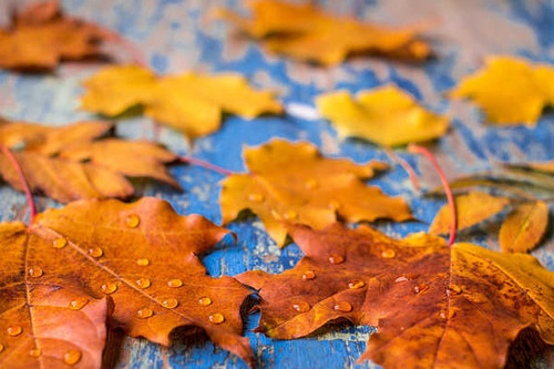 Jual Poster Autumn Foliage Maple Drops 1Z