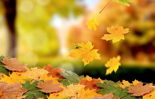 Jual Poster Autumn Maple Foliage 1Z 002