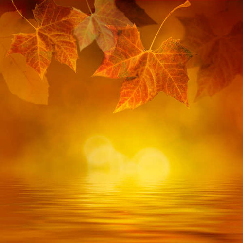Jual Poster Autumn Water Foliage 1Z