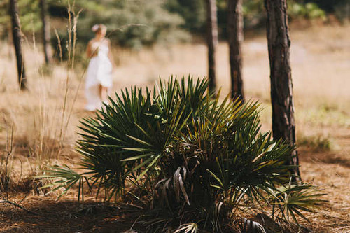 Jual Poster Bride Shrubs 1Z