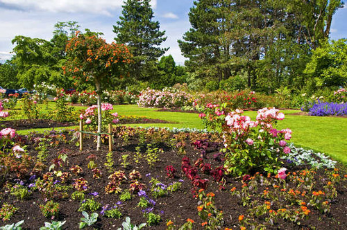 Jual Poster Canada Gardens Roses Queen Elizabeth Garden 1Z