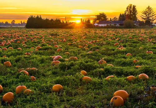 Jual Poster Canada Sunrises and sunsets Fields Pumpkin Many 1Z