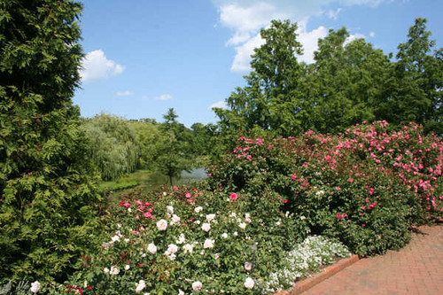 Jual Poster Chicago USA Gardens Roses Botanic Garden Shrubs 1Z