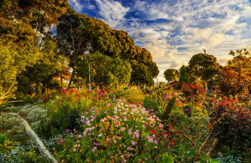 Jual Poster Chile Gardens gardens Algarrobo Trees Shrubs 1Z