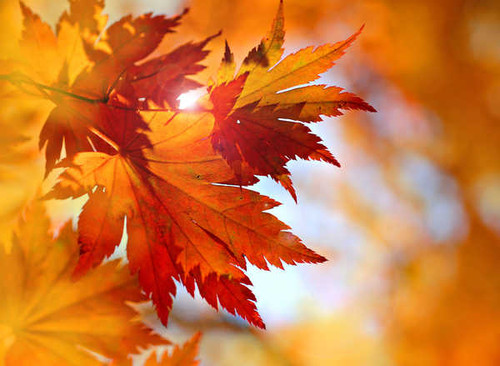 Jual Poster Closeup Autumn Foliage 1Z 002