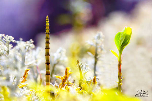 Jual Poster Closeup EquisetumMoss 1Z