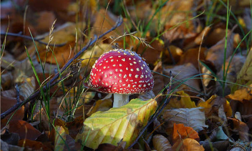 Jual Poster Closeup Mushrooms nature Amanita Foliage Red 1Z