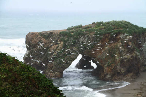 Jual Poster Coast Birds Gull Many Russia Sakhalin island 1Z