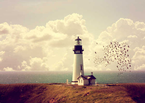 Jual Poster Coast Lighthouses Birds 1Z