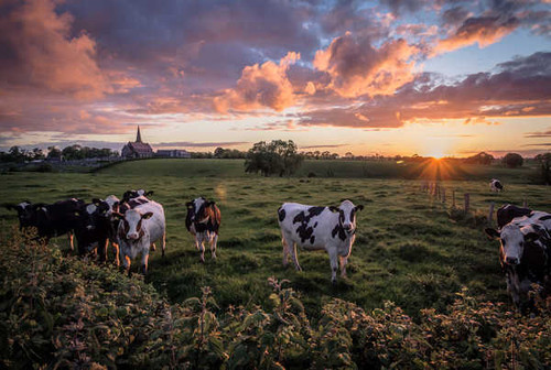 Jual Poster Cow Fields Sunrises and 1Z