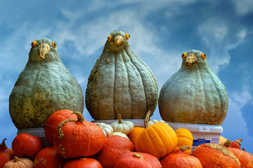 Jual Poster Creative Pumpkin Birds Three 3 1Z