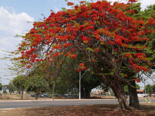 Jual Poster Delonix Trees Street 1Z