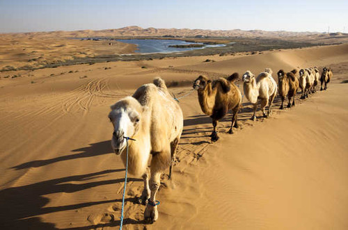 Jual Poster Desert Camels caravan Sand 1Z