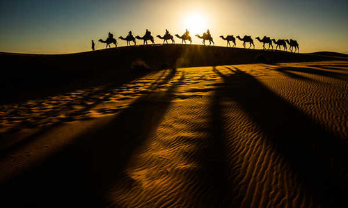 Jual Poster Desert Camels Sand Silhouette 1Z