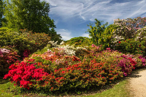 Jual Poster England Gardens Rhododendron Exbury Gardens Shrubs 1Z